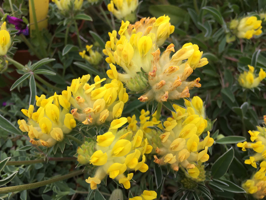Anthyllis vulneraria ssp maritima